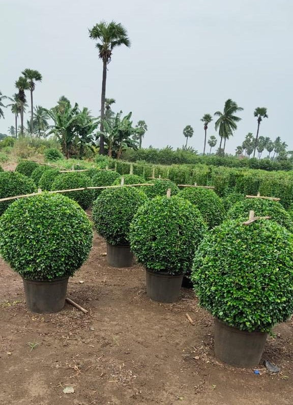 Ehretia microphylla or Fukien Tea Tree “Ball”