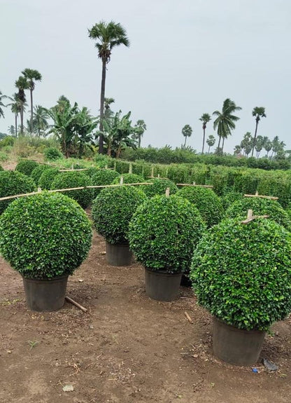Ehretia microphylla or Fukien Tea Tree “Ball”