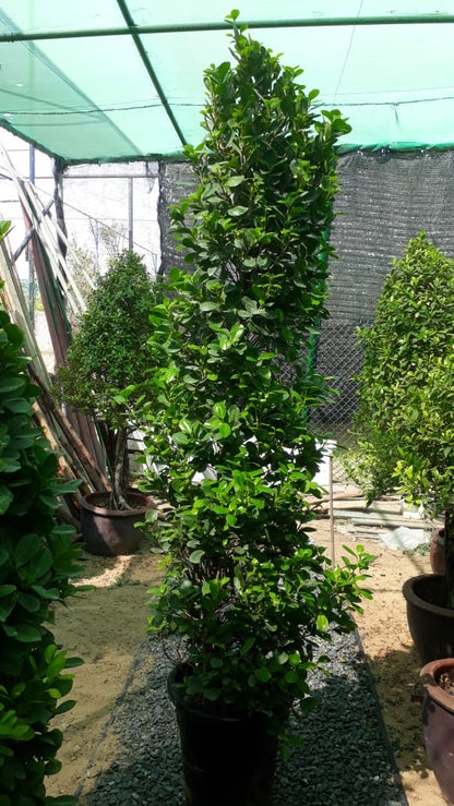 Ficus diversifolia “Cone Shape”