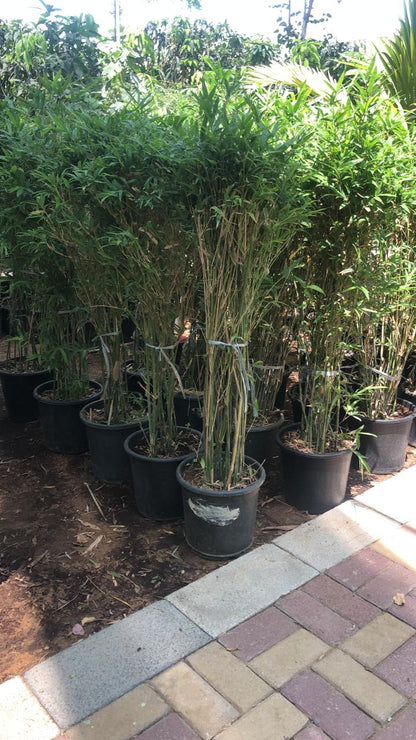 Indoor plants maintenance Dubai uae