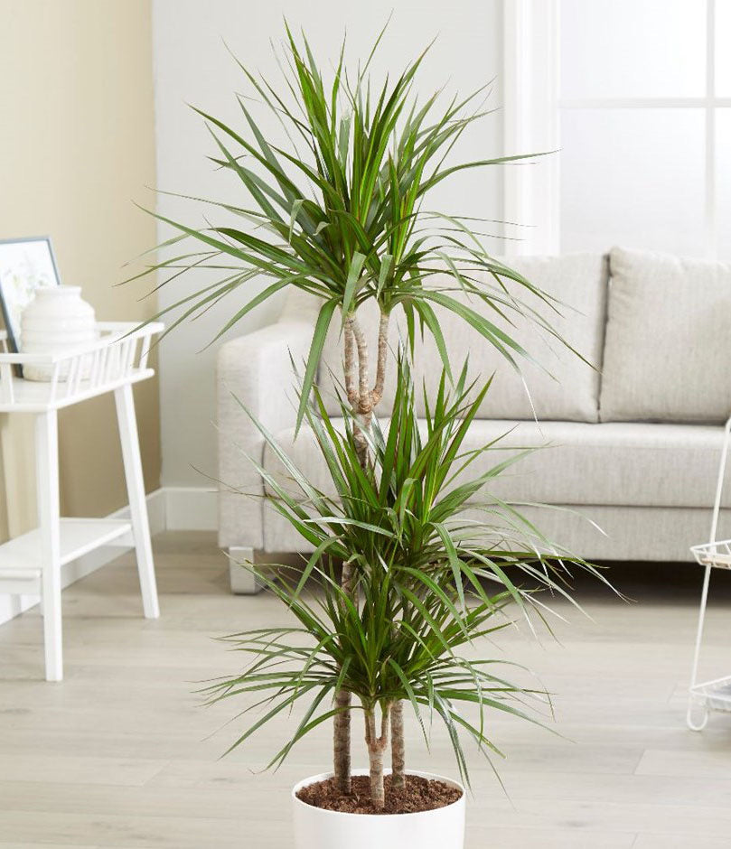 Dracaena Marginata plant