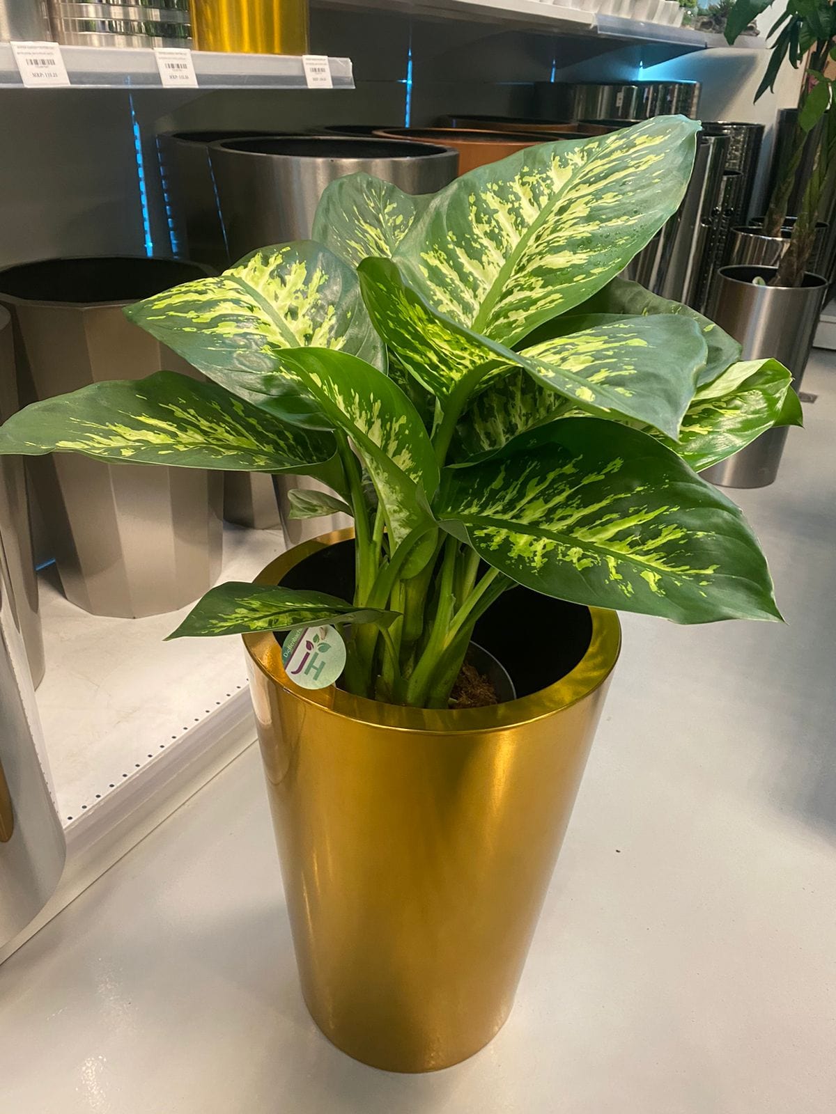 Dieffenbachia with stainless steel luxury golden color pot