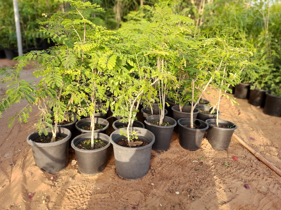 Caesalpinia pulcherrima “Peacock Flower” 40-50cm