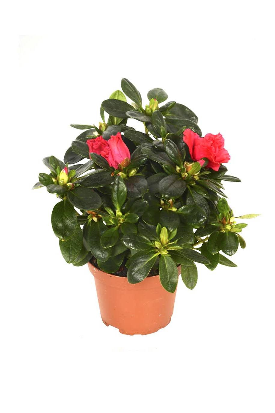Rhododendron Simsii