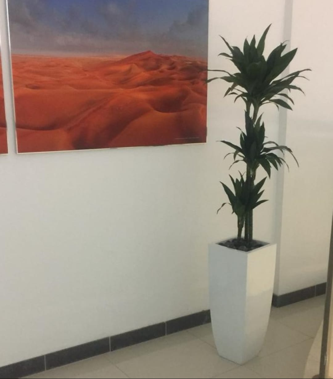 Draceana Fragrans Janet Craig with white tall fiber pot