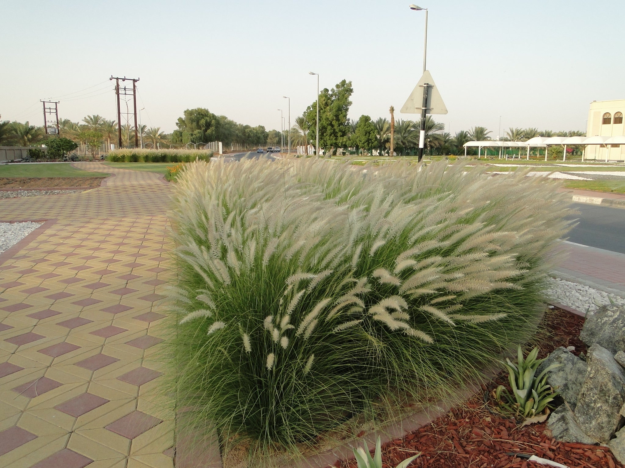 Pennisetum setaceum, African Fountain Grass or Tender Fountain Grass