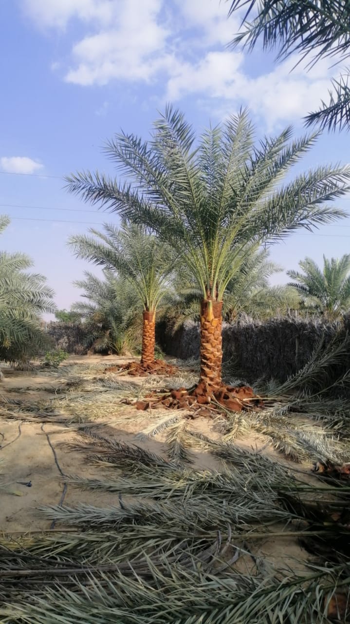 Date Palm