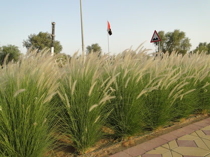 Pennisetum setaceum, African Fountain Grass or Tender Fountain Grass