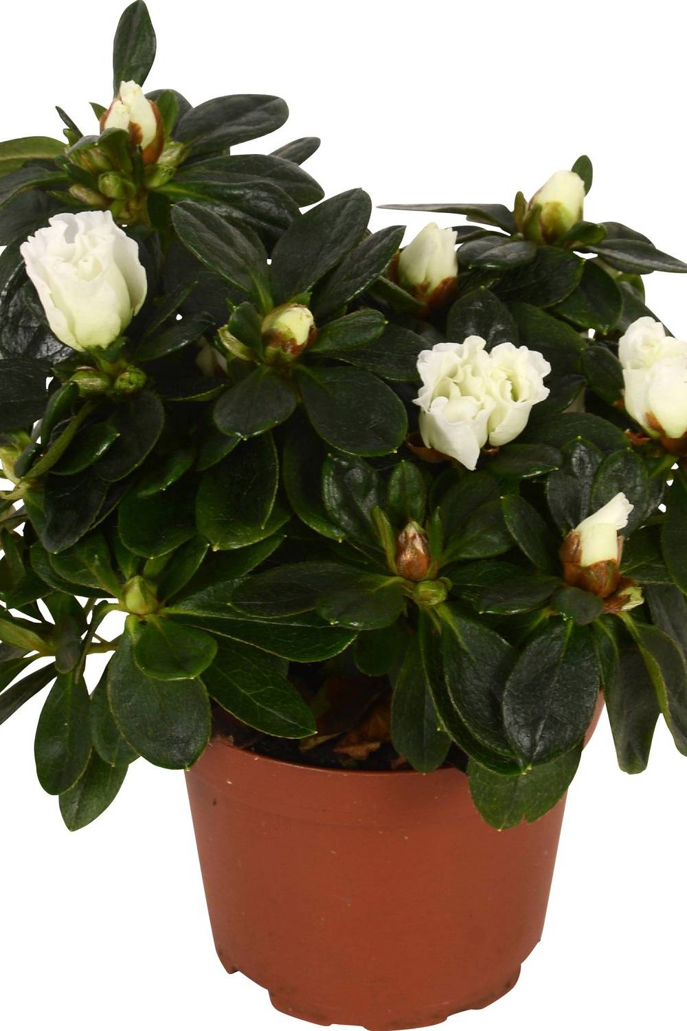 Rhododendron Simsii