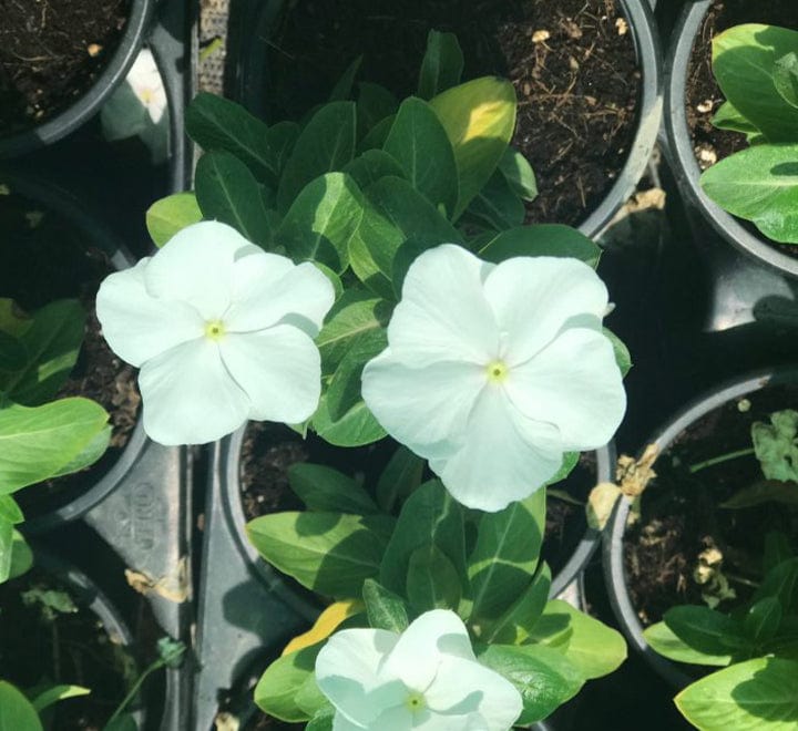 Vinca flowers 10 – 15cm