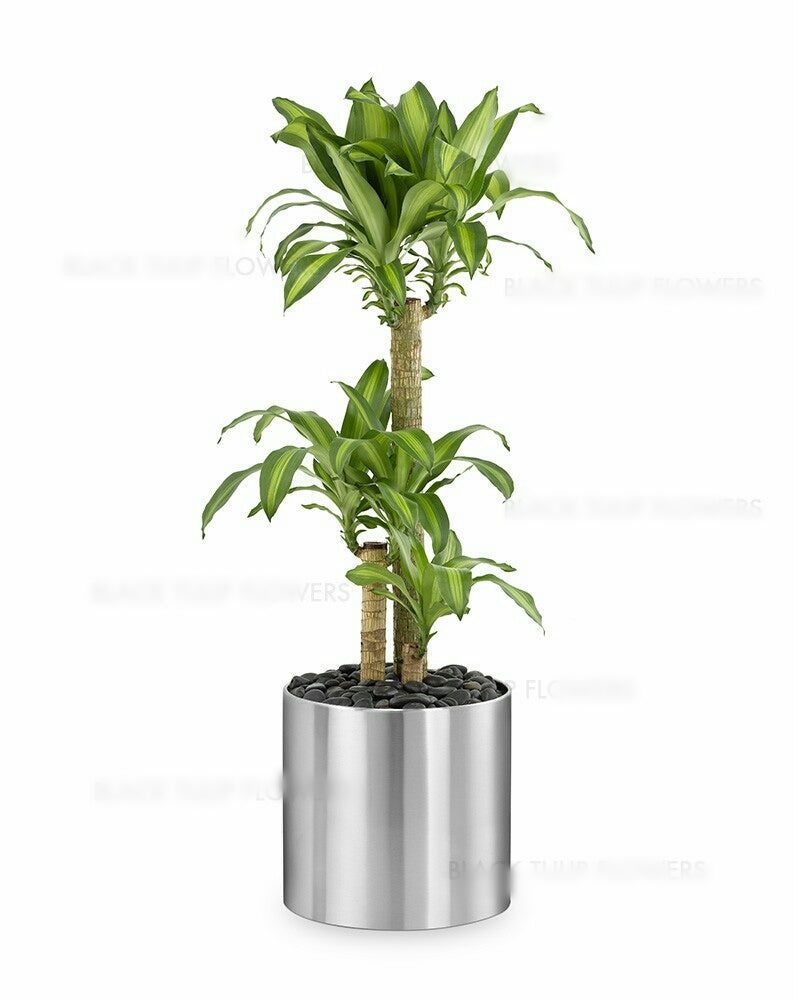 Dracaena fragrans Massangeana with stainless steel pot
