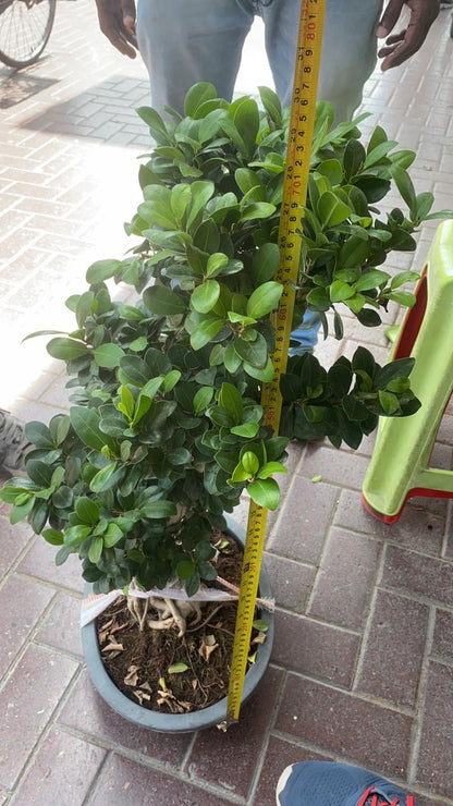 Plants garden Dubai maintenance