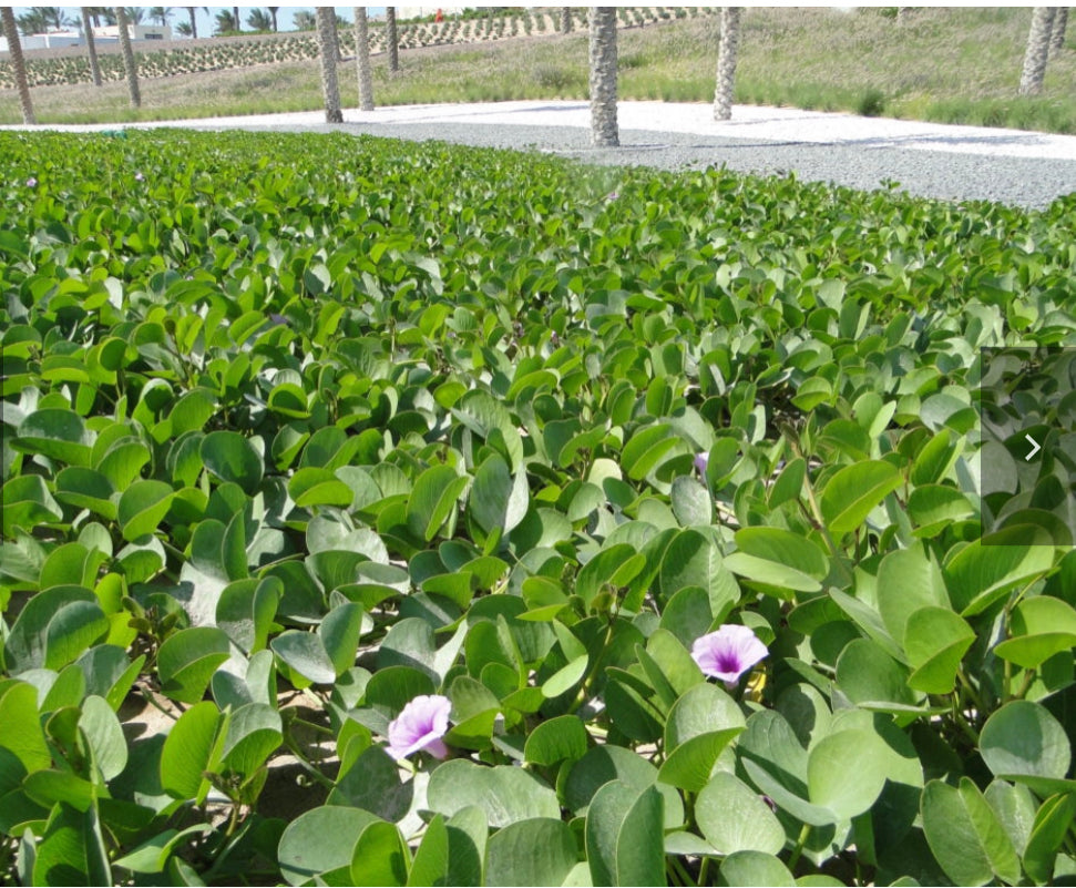 Garden maintenance services Dubai