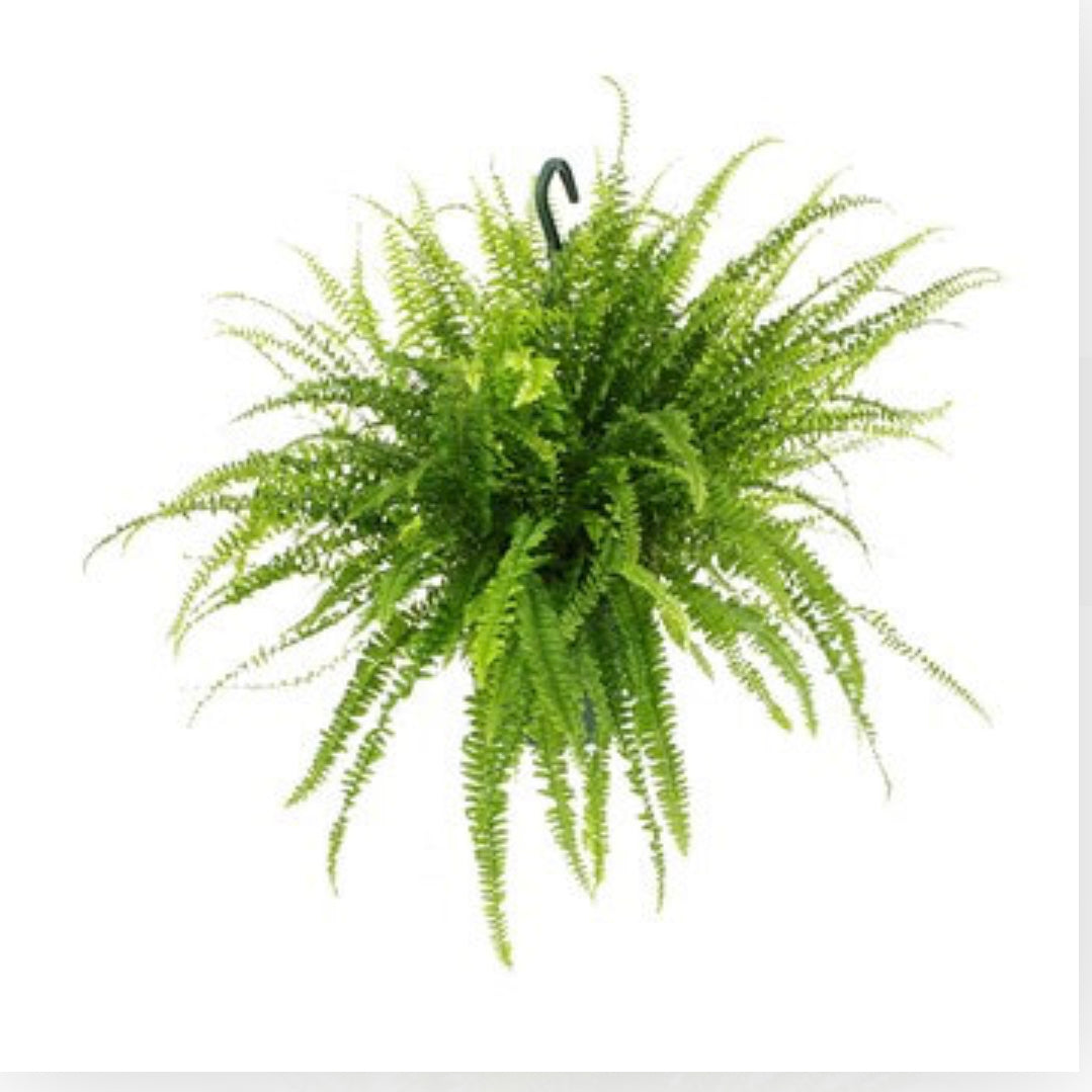 Nephrolepis exaltata “Green Lady”, Boston Fern or Sword Fern