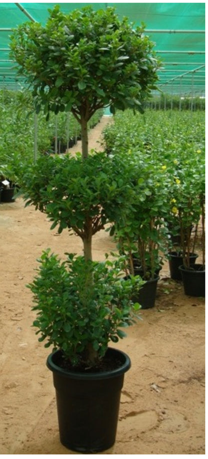 Outdoor plants Dubai weather