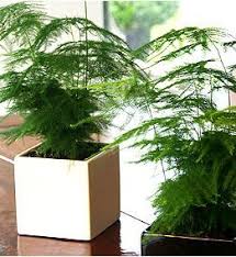Asparagus Setaceus