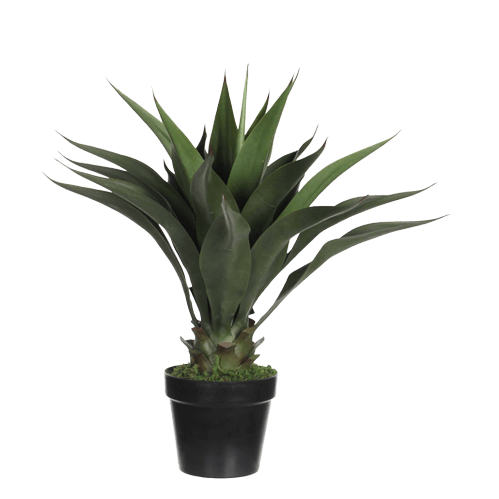 Agave Attenuata or spineless century plant