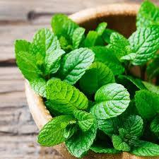 Mint plant