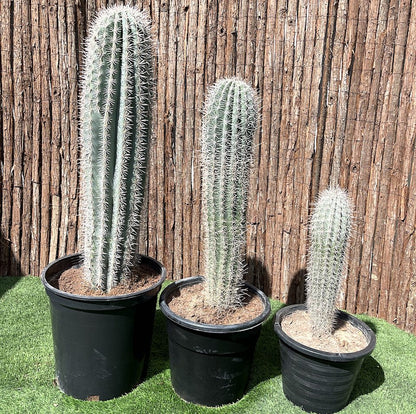 Saguaro cactus